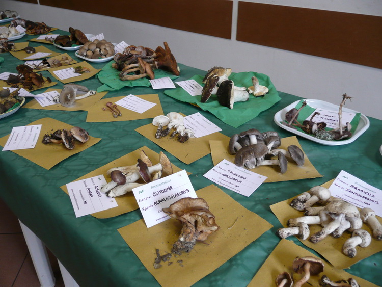 Mostra micologica con partecipazione di NM